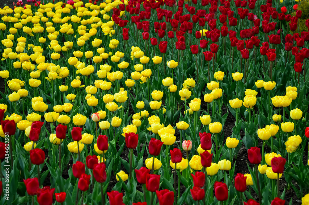 Lots of red and yellow tulips. A large flower bed. Beautiful spring greeting card.