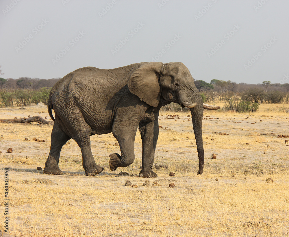 Thirsty elephants on the move, zimbabwe