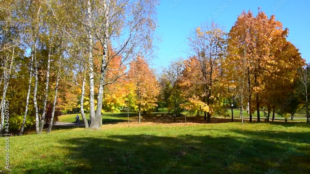 autumn, city park in autumn, yellow leaves autumn, city park in autumn, yellow leaves