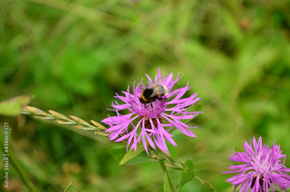 Bumblebee on a flower Bumblebee on a flower