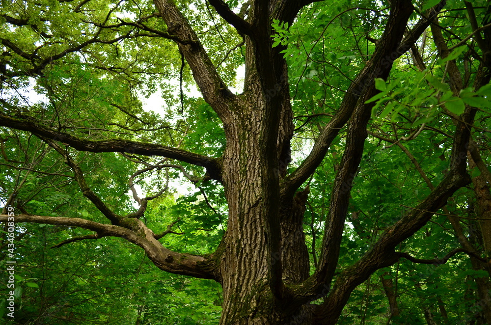 Tree branches Tree branches