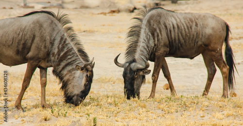 wildebeast on the African plains in Zimbabwe