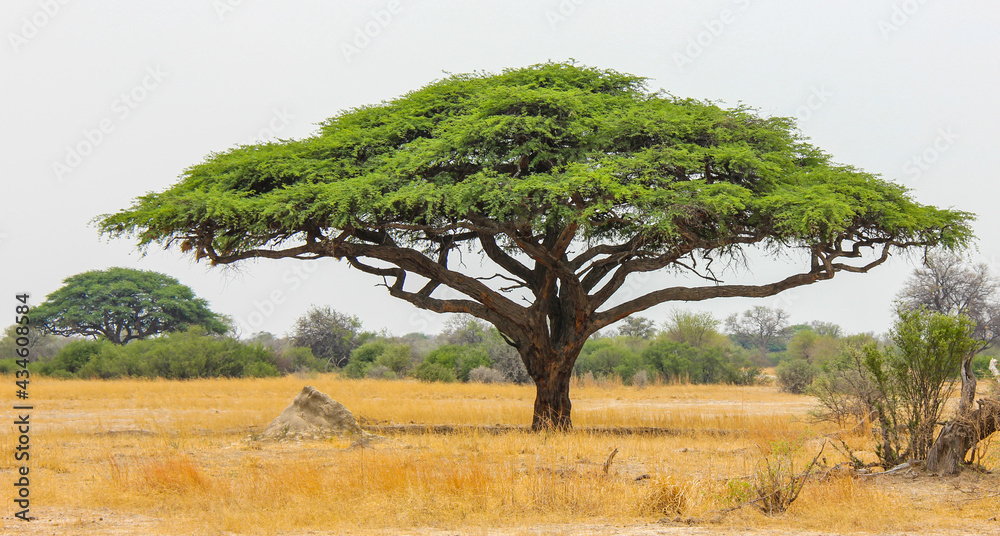Acacia tree in zimbabwe - the symbol of Africa - obrazy, fototapety, plakaty 