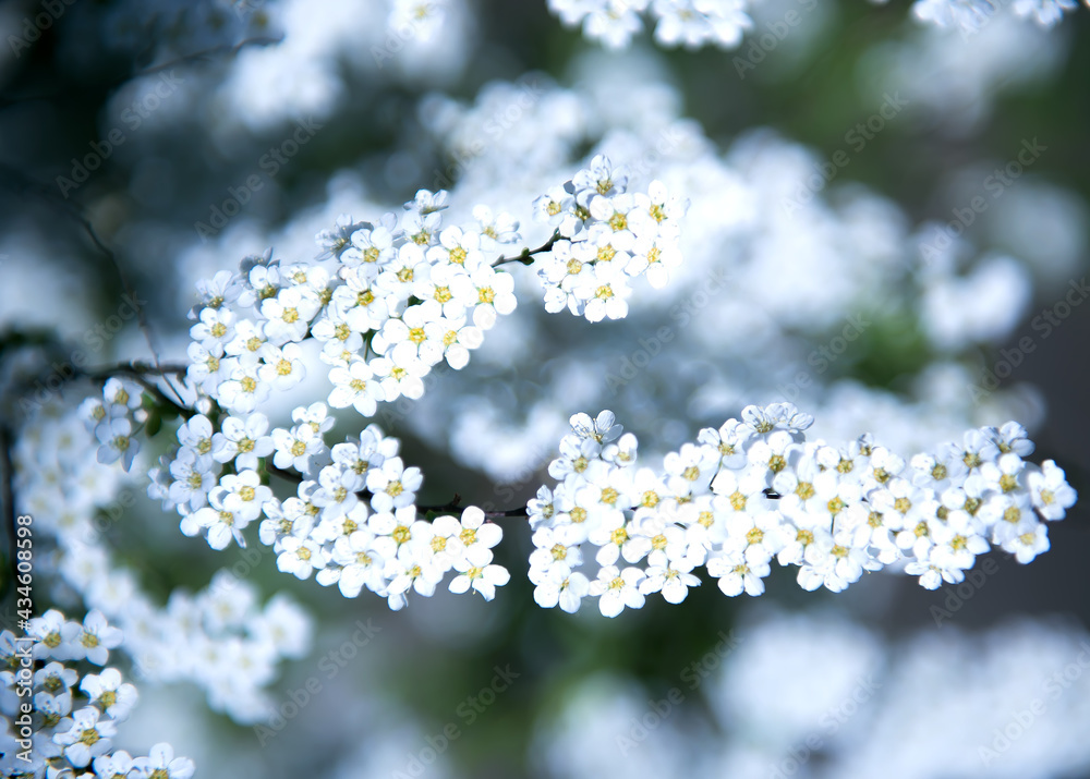 Nature is blurred by a floral turquoise background. White spirea flowers with leaves. The freshness of the spring background. Nature morning bokeh pattern. in a blurry light. selective focus Nature is blurred by a floral turquoise background. White spirea flowers with leaves. The freshness of the spring background. Nature morning bokeh pattern. in a blurry light. selective focus