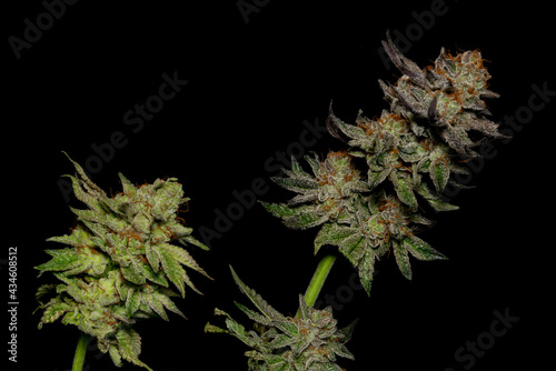 Ripened French cookies variety of medicinal marijuana with black background