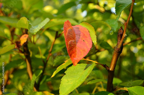 Red autumn leaf