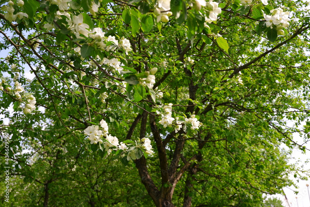 Fototapeta premium Beautiful flowering tree against the sky