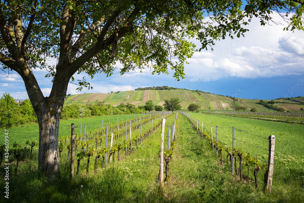 Tree between vineyards near jois and winden in Burgenland
