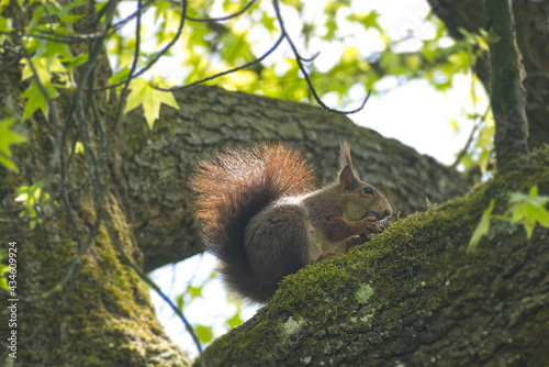 Red Squirrel eating a nut in a tree in Zurich, Switzerland