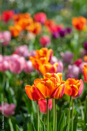 Amazing garden field with tulips of various bright rainbow color petals  beautiful bouquet of colors in sunlight daylight