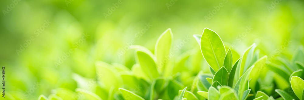 Closeup of beautiful nature view green leaf on blurred greenery background in garden with copy space using as background cover page concept. Closeup of beautiful nature view green leaf on blurred greenery background in garden with copy space using as background cover page concept.