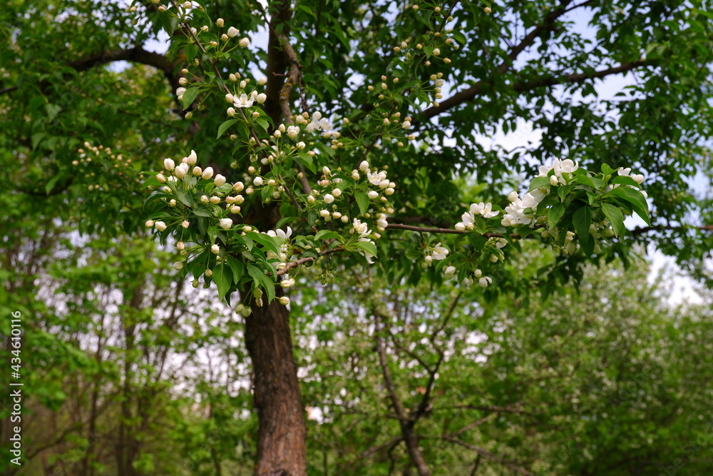 Beautiful flowering tree against the sky Beautiful flowering tree against the sky