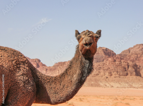 Head of a camel in Wadi Rum desert, Jordan