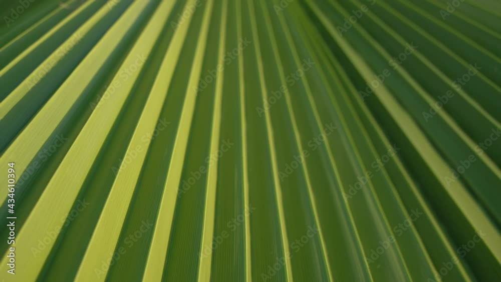 Large green palm tree leaf swings with summer breeze macro background. Large green palm tree leaf swings with summer breeze macro background.
