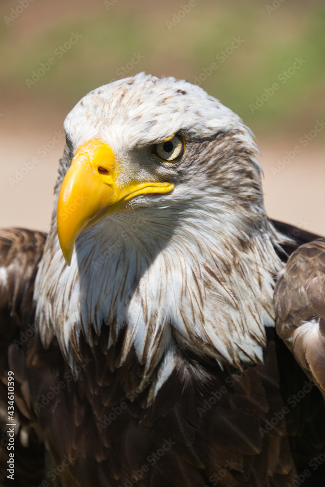 Fototapeta premium águila real americana