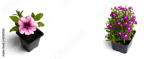 Canvas Print Seedlings of flowers in flower pots, isolate on a white background