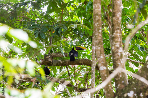 The chestnut-mandibled toucan in the tree