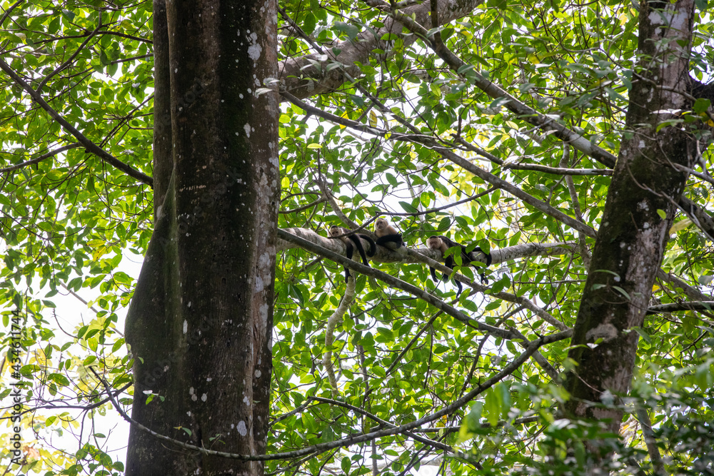 White-throated capuchins monkeys in Costa Rica White-throated capuchins monkeys in Costa Rica