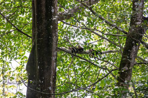 White-throated capuchins monkeys in Costa Rica