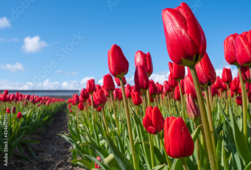 Red tulips sunbathing in The Dune and Bulb Region in the Netherlands