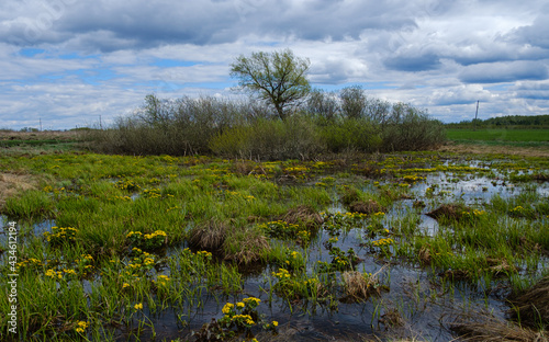 yellow flowers in the swamp in spring and cloudy sky photo