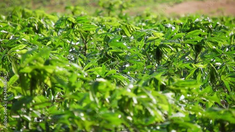 Detail of cassava or manioc plant on field in Brazil Detail of cassava or manioc plant on field in Brazil