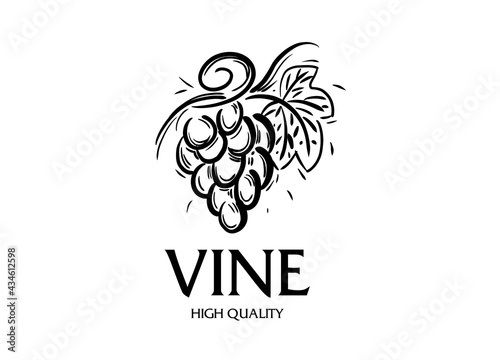Vector logo drawn by hand. Bunch of grapes for making wine