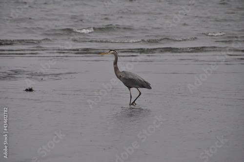 heron on the beach