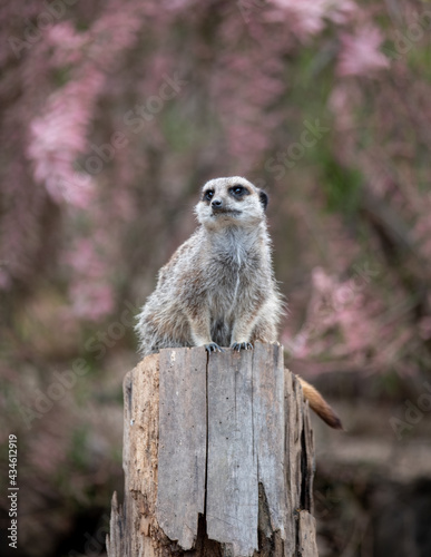 Meerkat (Suricata suricatta) sitting on a tree stump. Meerkats are native mammals of southern Africa.