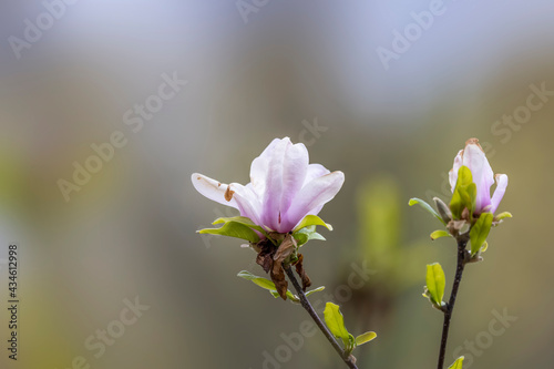 Close up shot of Magnolia flower in spring time