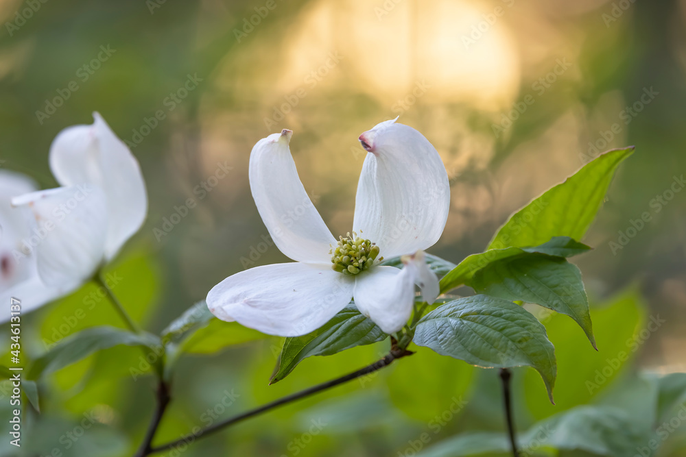 Close up shot of white spring time flowers Close up shot of white spring time flowers