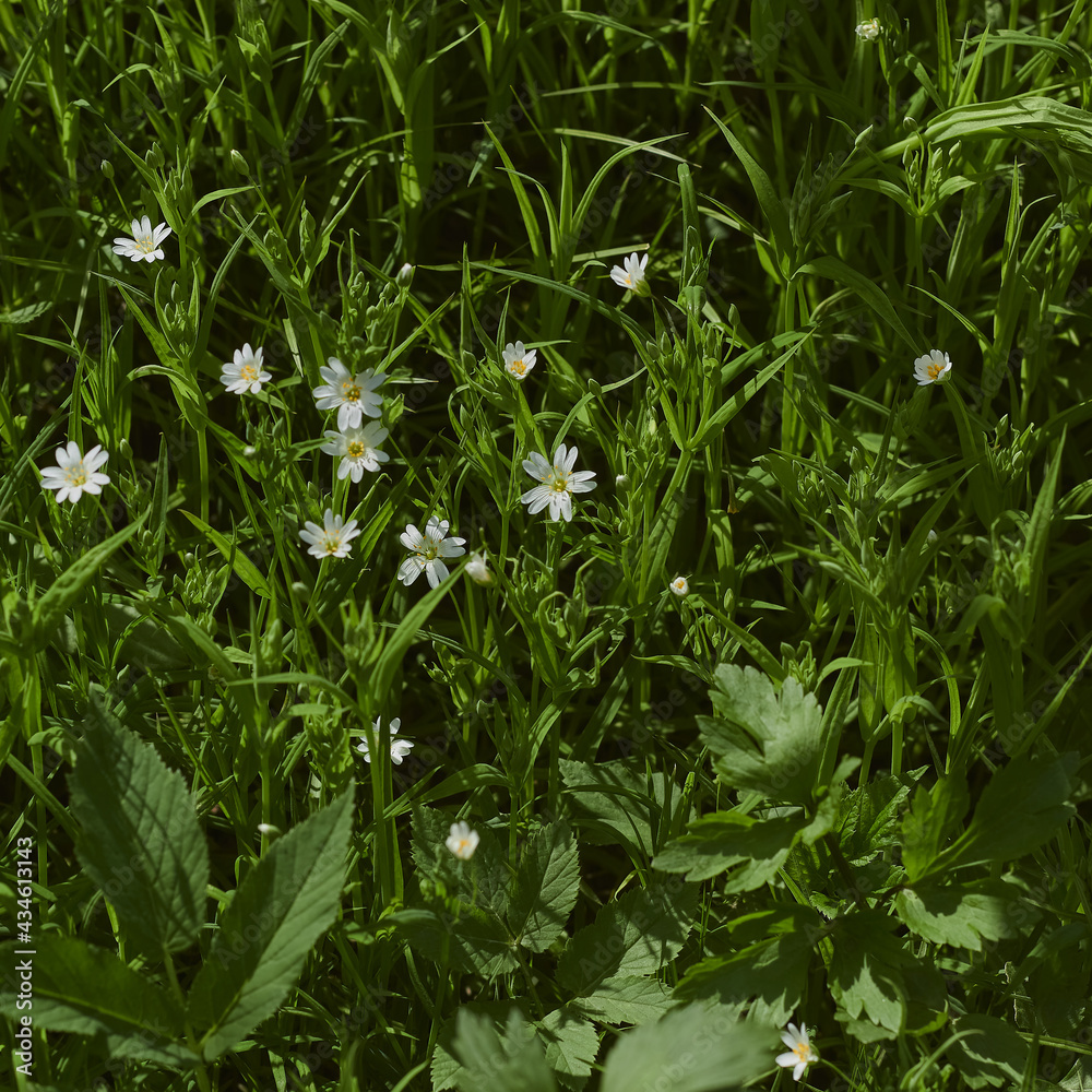 White little flowers among the grass. White little flowers among the grass.