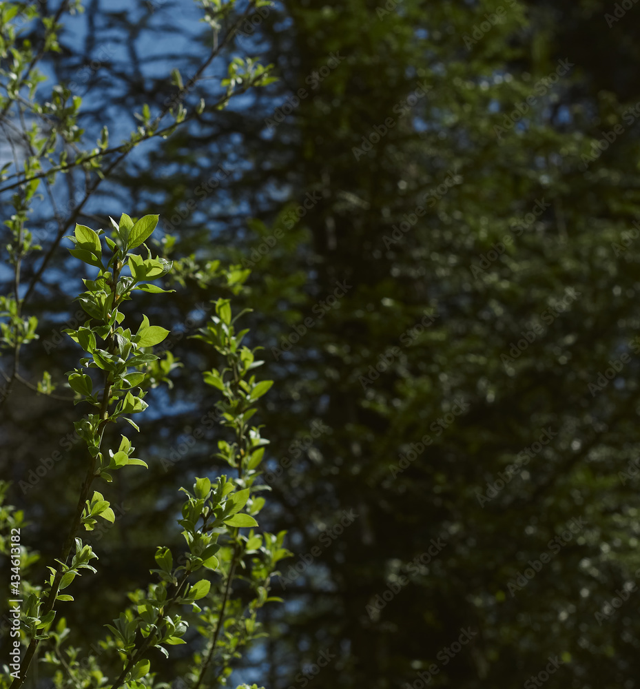Fototapeta premium Green vegetation of branches with leaves.