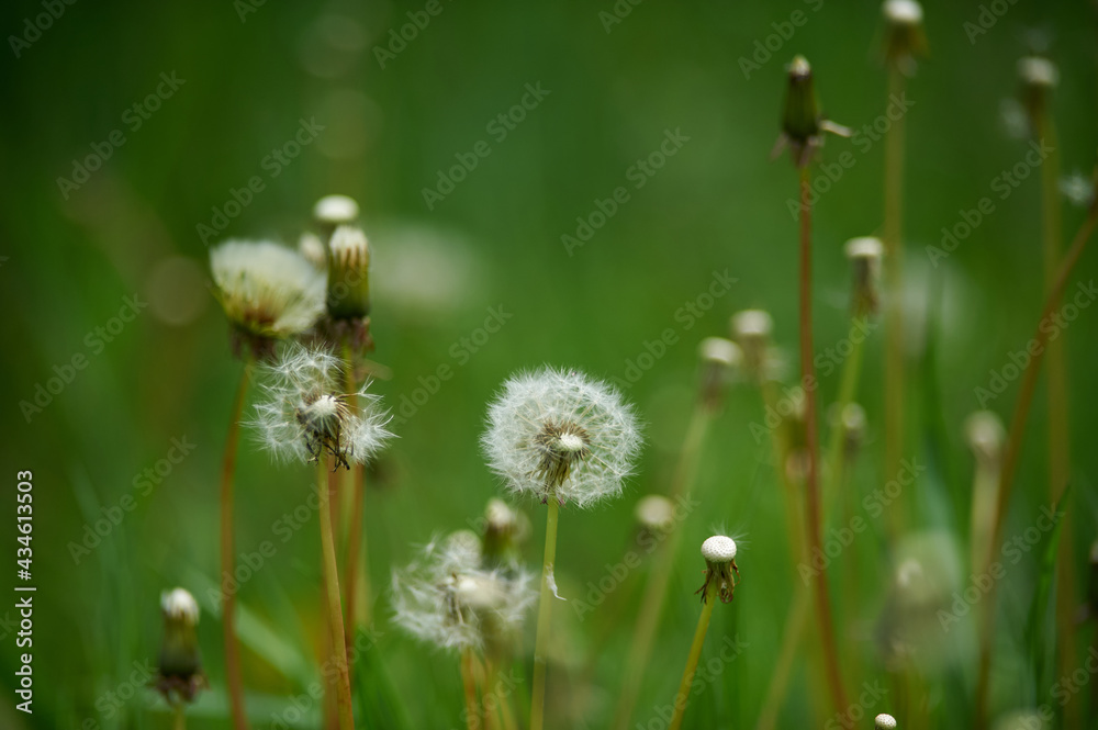 the white dandelions on green background the white dandelions on green background