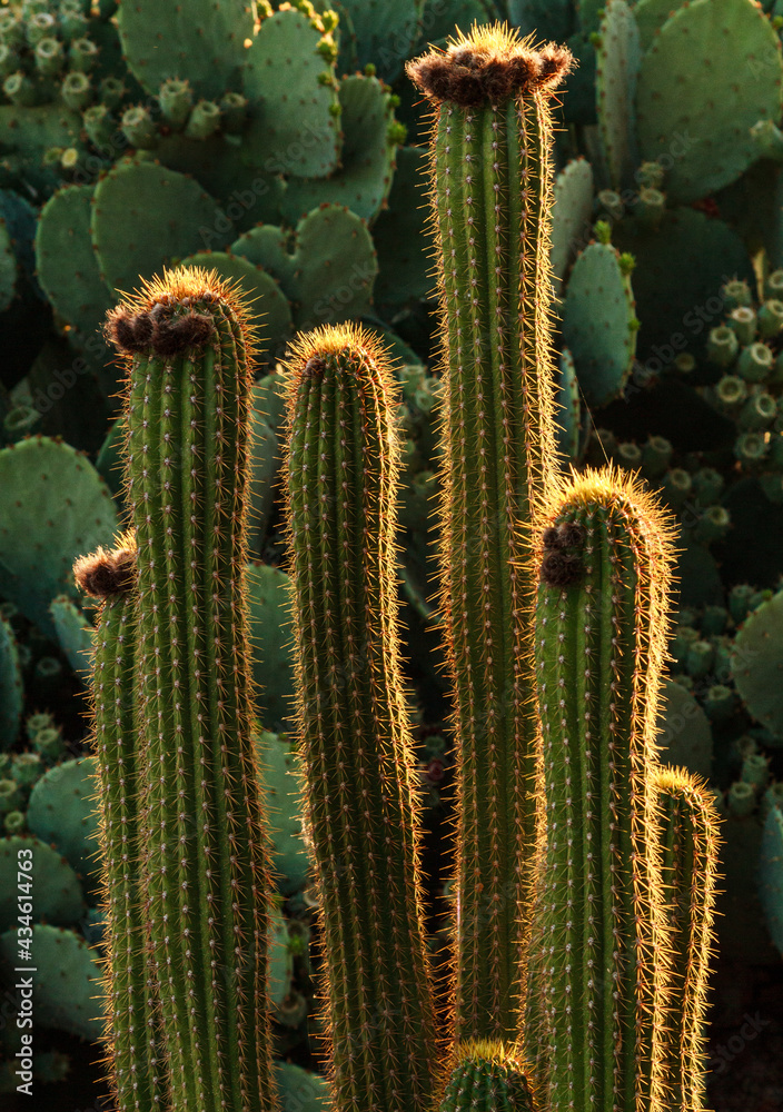 Organ pipe cactus rising in the glow of the morning sun Organ pipe cactus rising in the glow of the morning sun