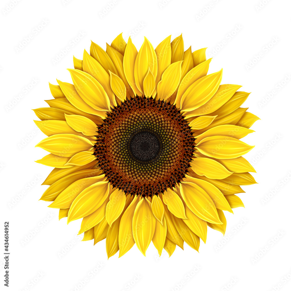 Fototapeta premium Sunflower isolated on a white background, realistic drawing. Yellow flower single sunflower. Seeds and petals of a yellow flower. Agriculture, autumn harvest of sunflower seeds.