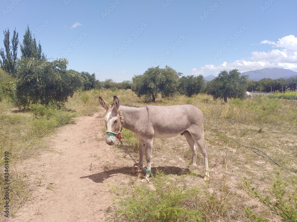 Fototapeta premium horse in the field