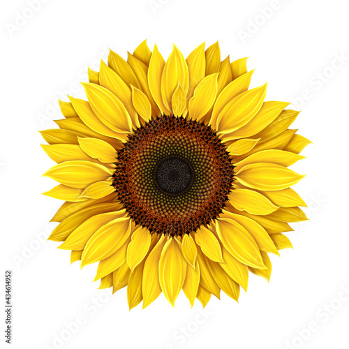 Fototapeta Naklejka Na Ścianę i Meble -  Sunflower isolated on a white background, realistic drawing. Yellow flower single sunflower. Seeds and petals of a yellow flower. Agriculture, autumn harvest of sunflower seeds.
