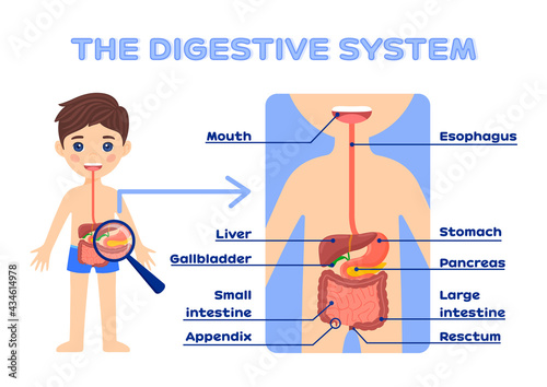 The digestive system of children with a description. The boy and the gastrointestinal tract. Isolated vector illustrations. Kids learning posters. Cartoon flat color style. White background.