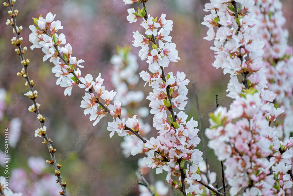 Branch with beautiful white Spring Flowers Prunus tomentosa (Nanking Cherry) on tree or shrub. Nature in Springtime, flowering fuji cherry background. Botanical bloom concept. Blooming backdrop Branch with beautiful white Spring Flowers Prunus tomentosa (Nanking Cherry) on tree or shrub. Nature in Springtime, flowering fuji cherry background. Botanical bloom concept. Blooming backdrop