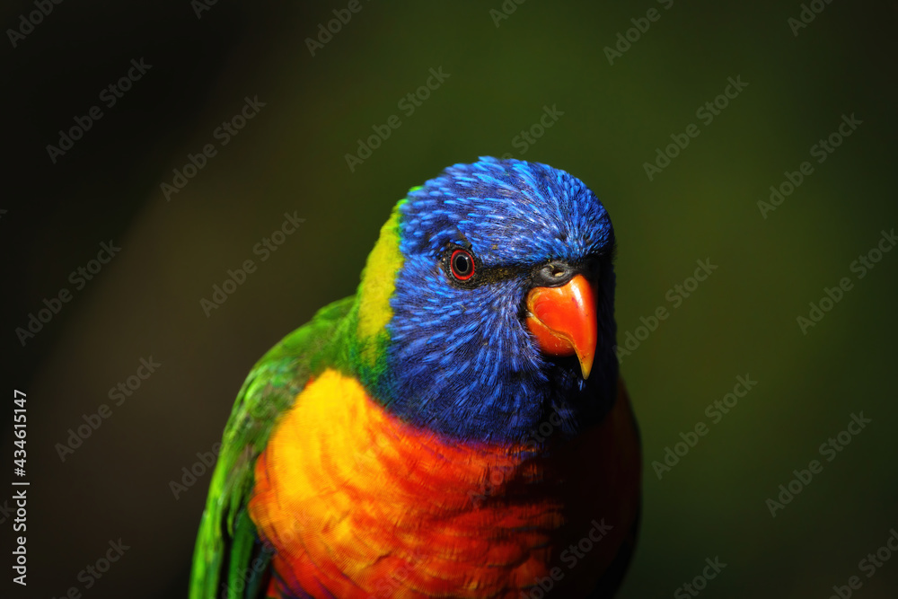 Rainbow Lorikeet close-up portrait outdoors