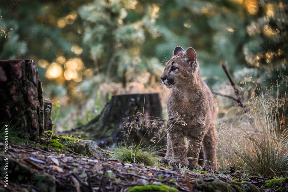 very young cute male cougar on a reconnaissance expedition in its natural habitat. Known also as puma, mountain lion, red tiger and catamount. Puma concolor. Stock Photo | Adobe Stock