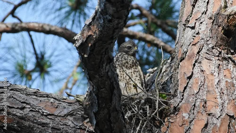Juvenile red shouldered hawk sitting in a nest then takes off flying Juvenile red shouldered hawk sitting in a nest then takes off flying