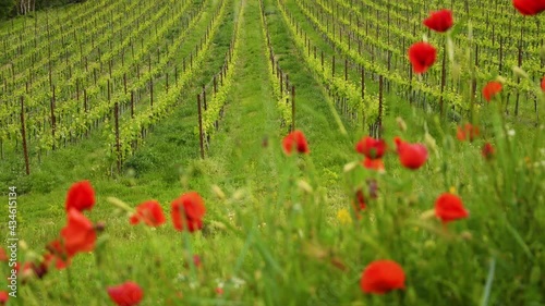 Rack focusing on young rows of vineyards in the Chianti region with beautiful red poppies. Spring season in Tuscany. Italy.