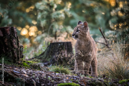 A very young cute male cougar on a reconnaissance expedition in its natural habitat. Known also as puma  mountain lion  red tiger and catamount. Puma concolor.