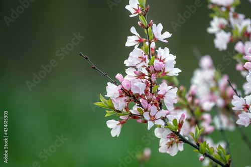 Branch with beautiful white Spring Flowers Prunus tomentosa (Nanking Cherry) on tree or shrub. Nature in Springtime, flowering fuji cherry background. Botanical bloom concept. Blooming backdrop
