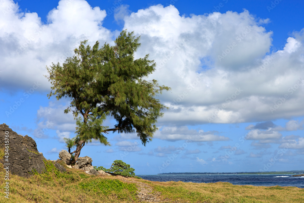 Mauritius, Baum am Leuchtturm von Ile aux Fouquets.