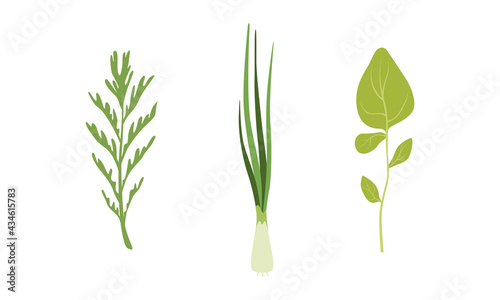 Salad Green Leaves and Leafy Vegetables Set  Fresh Onions  Arugula  Rosemary  Organic Vegan Healthy Food Vector Illustration
