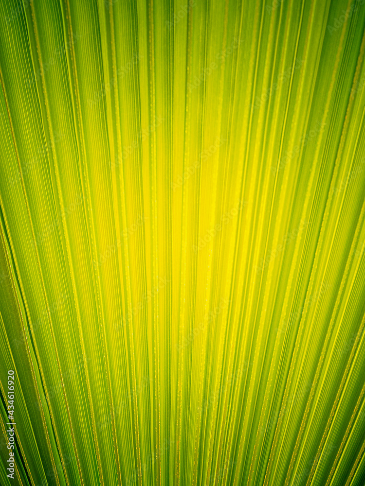 Obraz premium Summer background. Bright green solid palm leaf background. Copyspace.