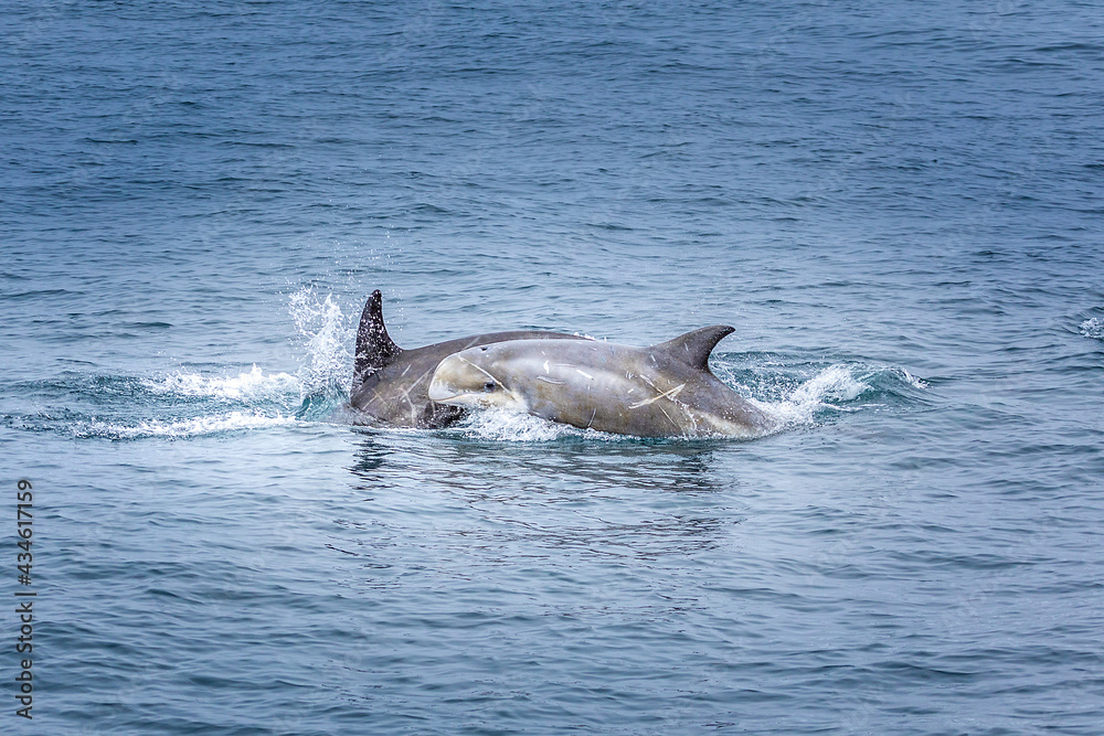 Naklejka premium Baby Dolphin with her mother in the pacific ocean